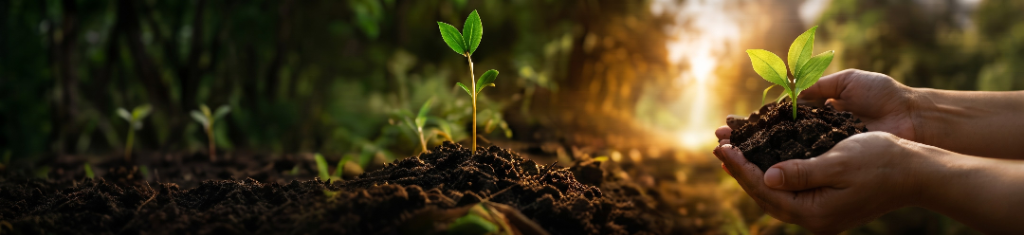 Hands holding a sapling